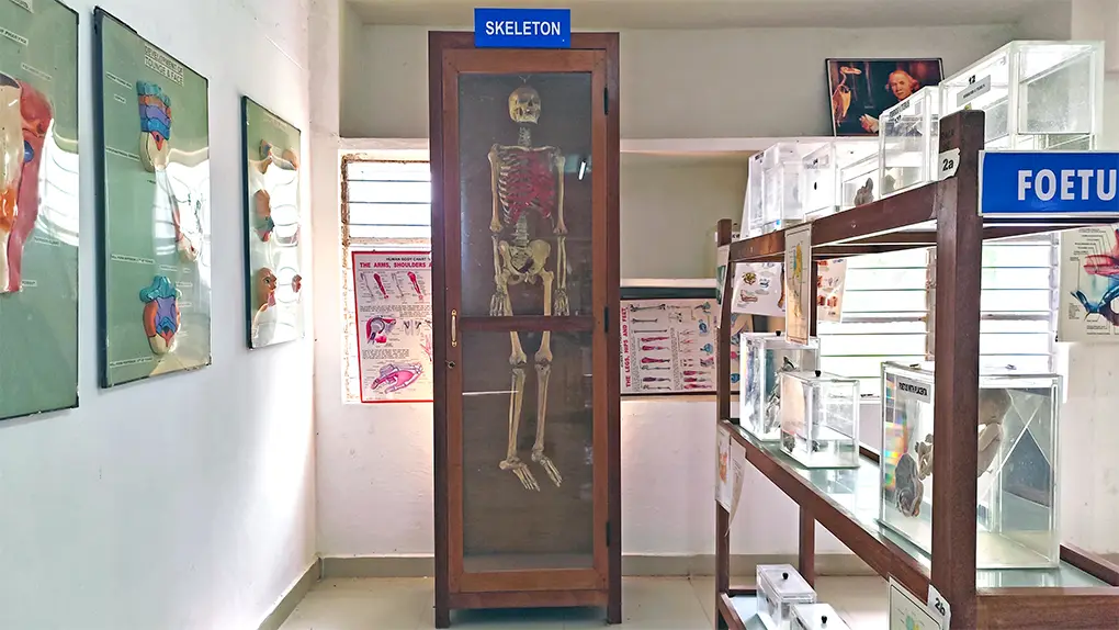 Anatomy Museum