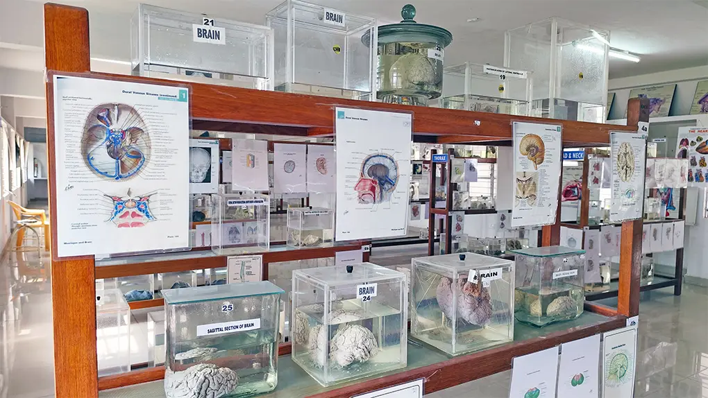 Anatomy Museum