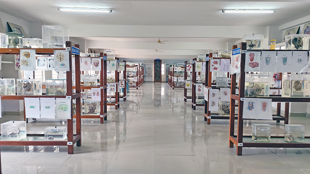 Anatomy Museum